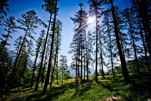 Waldbaden | © Karl Schrotter