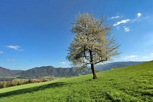 landschaft-muerztal_hiller