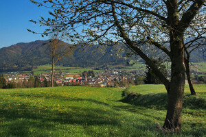 krieglach_baum_hiller