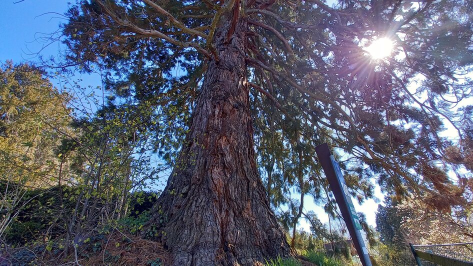 Ein großer Baum mit der Sonne, die durch die Äste scheint im Grazer Urwald.