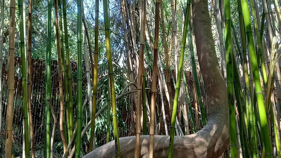 Ein gebogener Baum inmitten von aufrechtem Bambus im Grazer Urwald.