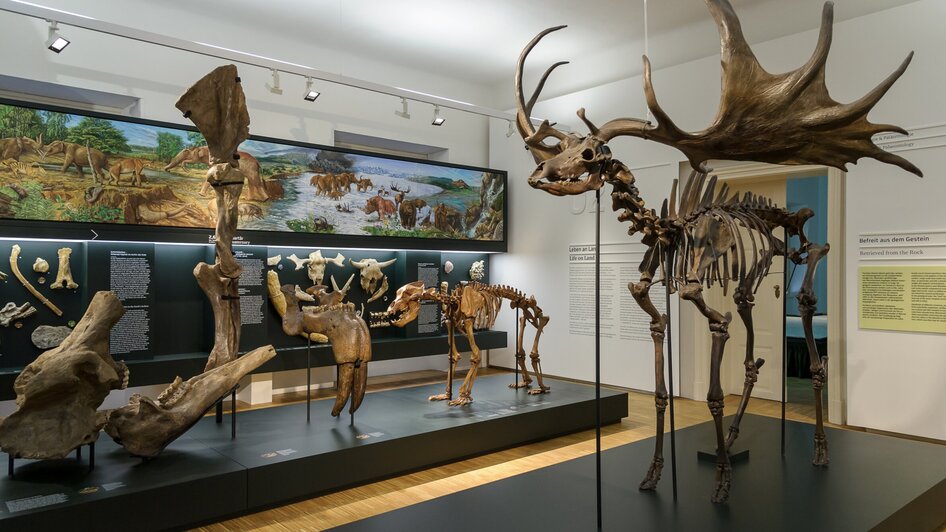 Joanneumsviertel - Naturkundemuseum | © UMJ - N. Lackner
