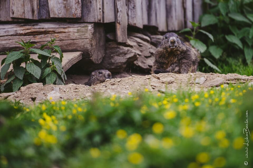 Marmots on the Galsterbergalm - Impression #1