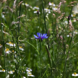 © Symbolbild Pixabay