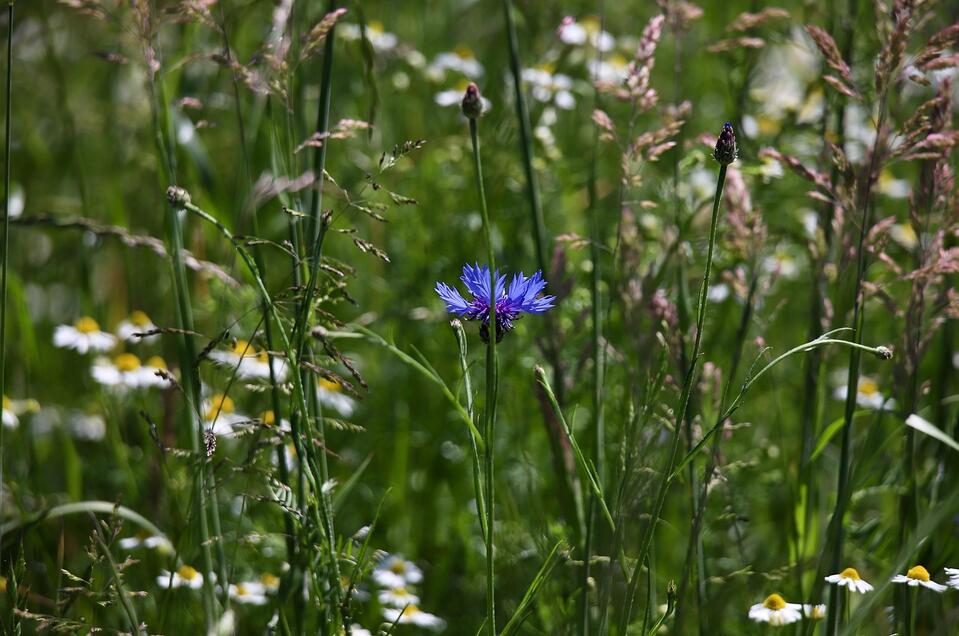 Kräuterwanderung Lessern - Impression #1 | © Symbolbild Pixabay