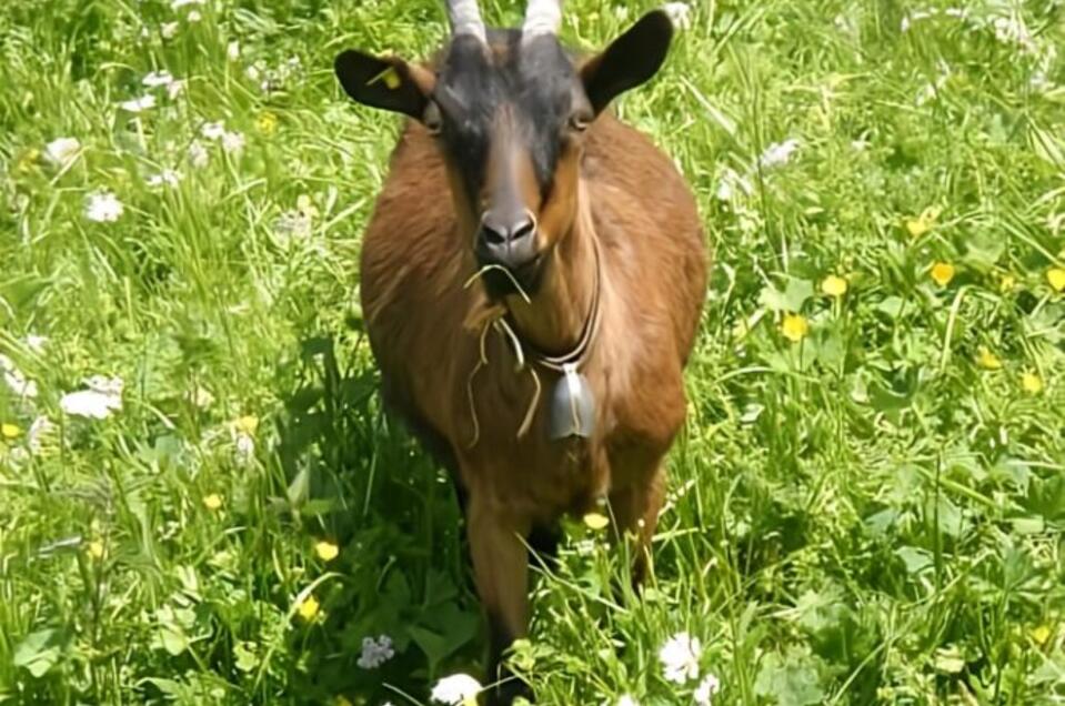 Tierisches Eltern-Kind-Yoga - Impression #1 | © Sandra Glaser