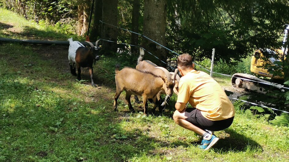 Ziegenspaziergänge - Impressionen #2.3