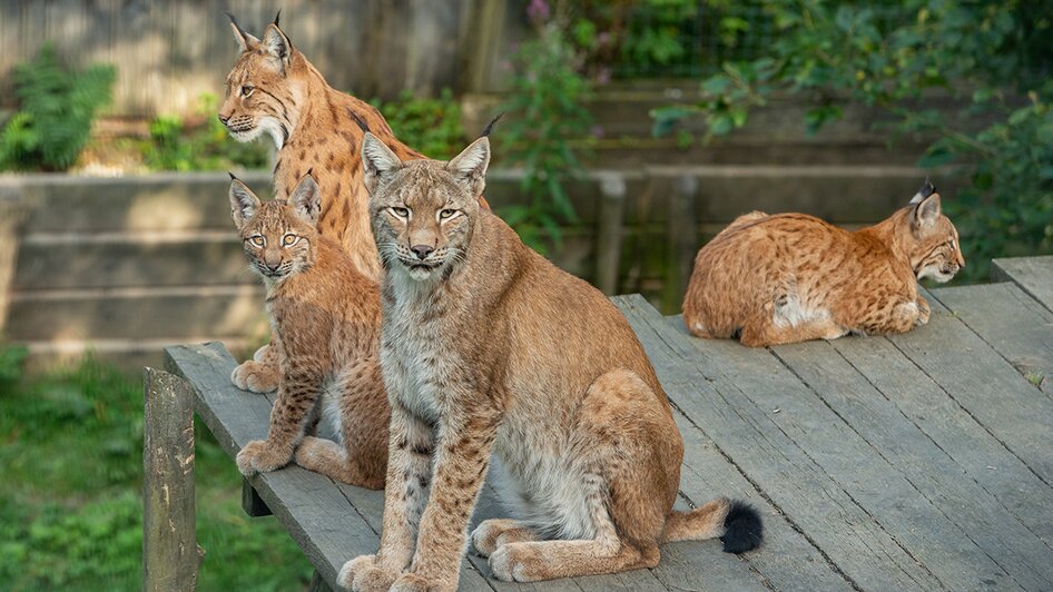 Wildkatzen