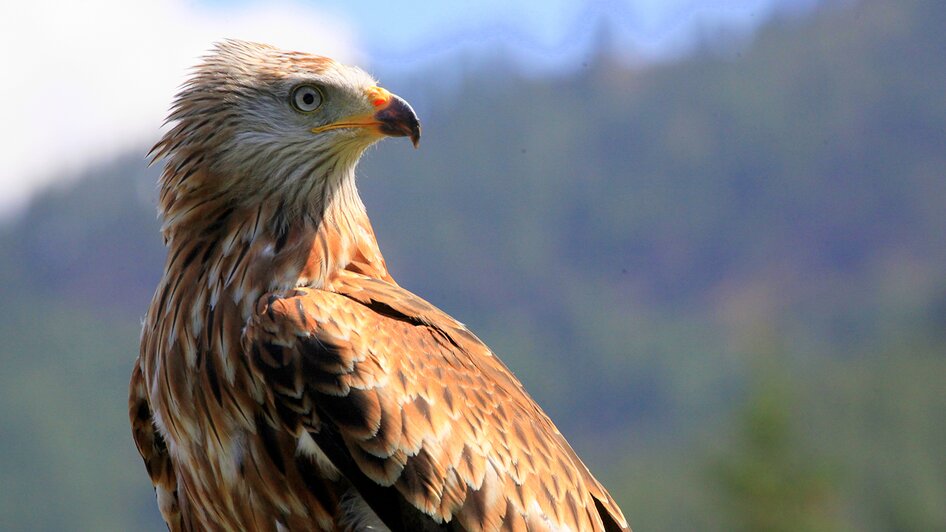 Adler am Wilden Berg