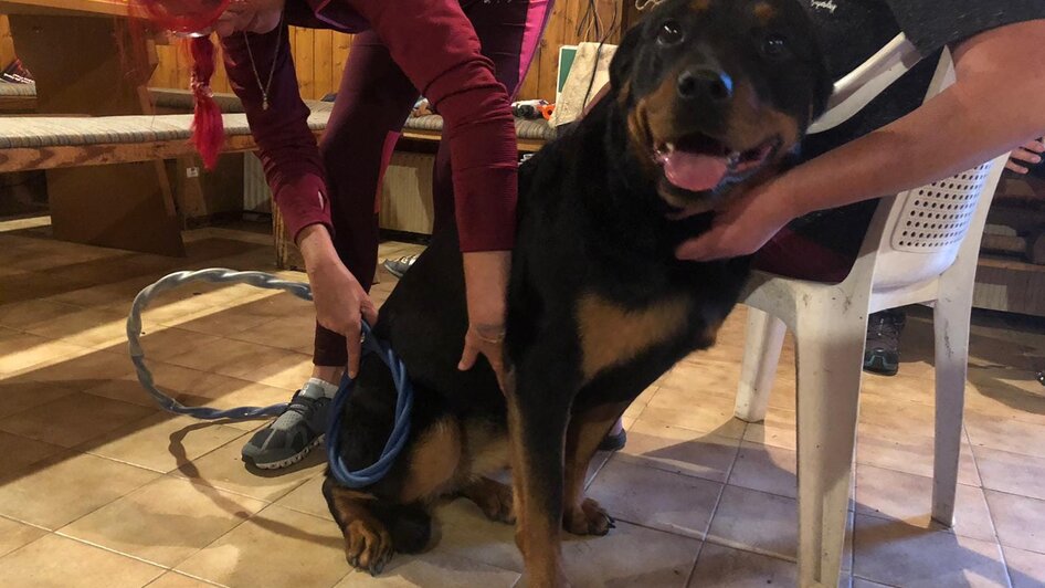 Omnitron-Pro Anwendung beim Hund