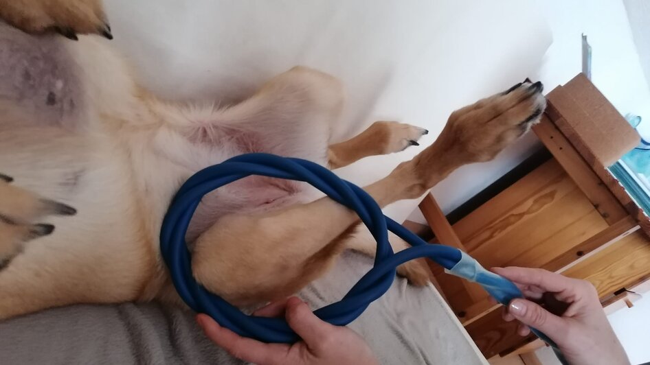 Omnitron-Pro Anwendung mit Hund